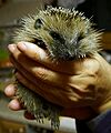 Junger Igel
