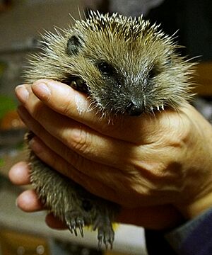 Archivo:Junger Igel