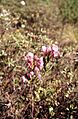 Kalmia polifolia 1-eheep (5098070194)