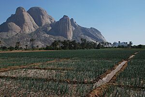 Archivo:Kassala onion Totil