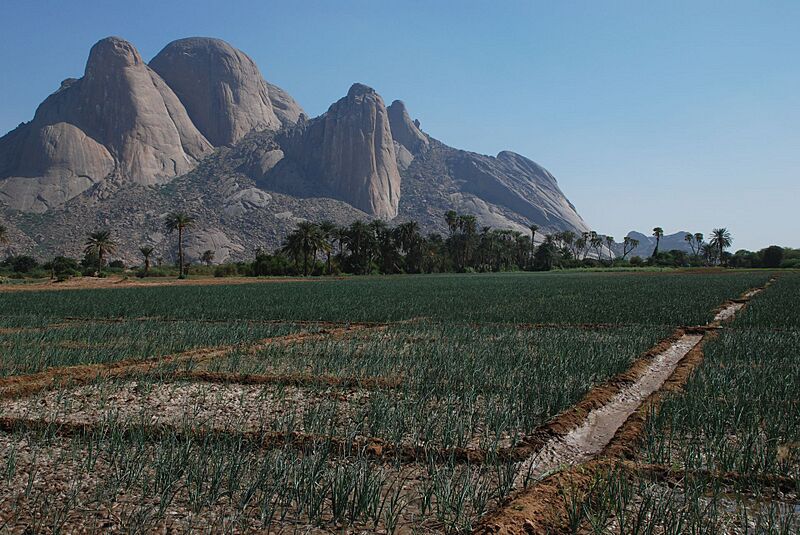 Kassala onion Totil