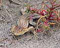 Lagartija colirroja 002 - Cabo de Gata (Acanthodactylus erythrurus)