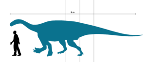 Archivo:Ledumahadi size chart with human