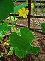 Luffa operculata 01