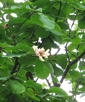 Archivo:Magnolia hypoleuca 2