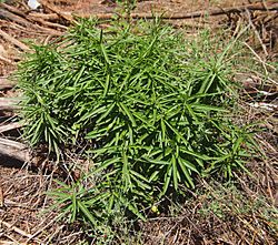 Marsdenia australis shrubby.jpg