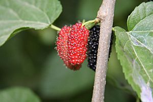 Archivo:Mulberry in Libya
