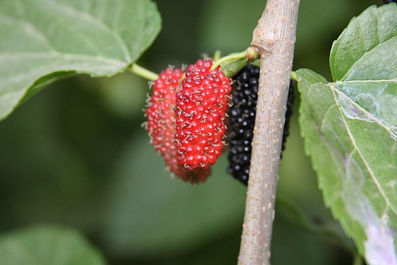 Mulberry in Libya