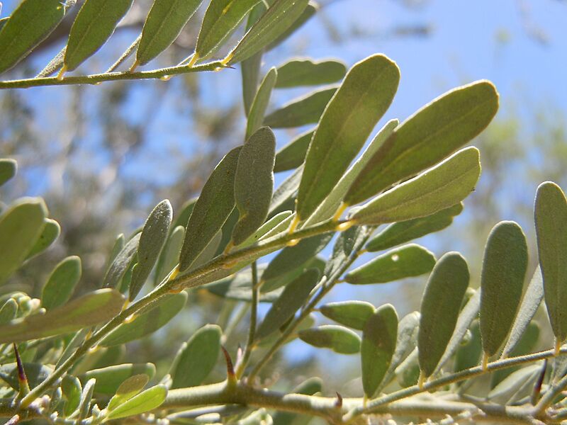 Olneya tesota (4821627238)