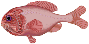 Archivo:Orange roughy