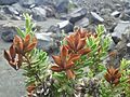 Orites myrtoidea