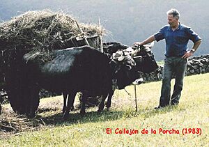 Archivo:Pareja tudanca