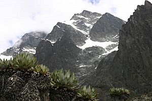 Archivo:Plantes avec les neiges éternelles, Ruwenzori, Parc national des Virungas, 2004