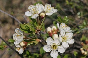 Archivo:Prunus fruticosa (Zwerg-Weichsel) IMG 8463
