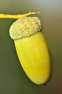 Quercus robur acorn - Keila.jpg