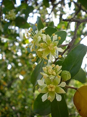 Archivo:Quillaja saponaria 2c