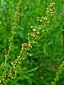 Rumex crispus 002