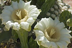 Archivo:Saguaro cactus blossoms