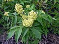 Sambucus racemosa (1)