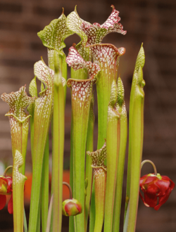 Sarracenia-leucophylla wikimedia-org02.png