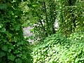 Selva montana, quebrada de Los Sosa, RP 307