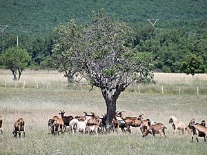 Archivo:Simiane - troupeau chèvre