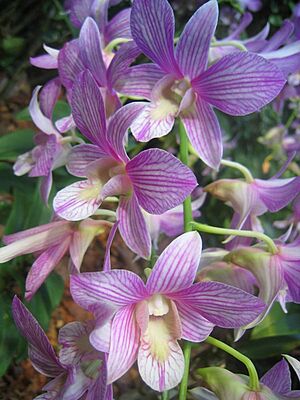 Archivo:Singapur Orchideen