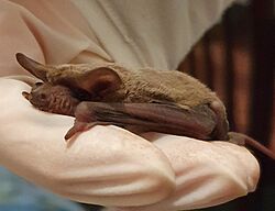 Southern Freetail Bat (Mormopterus planiceps).jpg