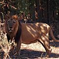 The Asiatic Lion