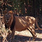 The Asiatic Lion.jpg