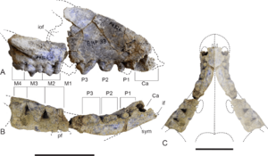 Archivo:Thylacinus potens