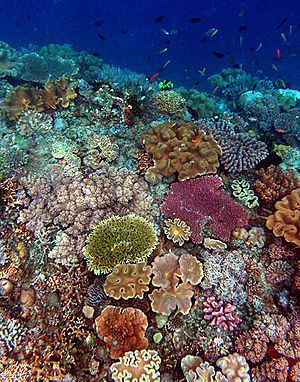 Archivo:Timor Coral Reef