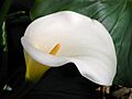 Unknown flower - glencanyon