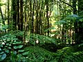 Valdivian temperate rainforest