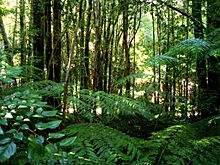 Valdivian temperate rainforest.JPG