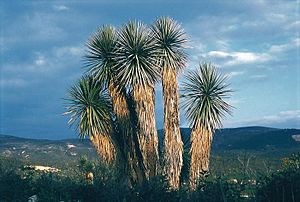 Archivo:Yucca periculosa fh 0351 MEX B