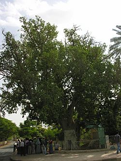 Archivo:Zacchaeus-sycamore