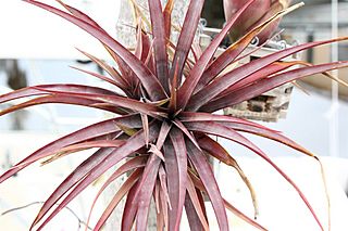 20100429 tillandsia novakii.jpg
