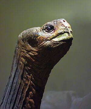 Archivo:2014-09-18-Lonesome-George-American-Museum-of-Natural-History