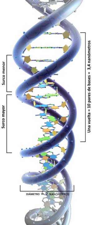 Archivo:3DScience DNA structure labeled a-es