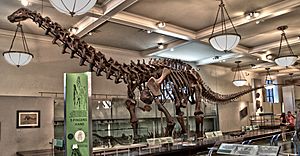 Archivo:AMNH Apatosaurus