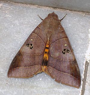 Archivo:A Moth on marble floor
