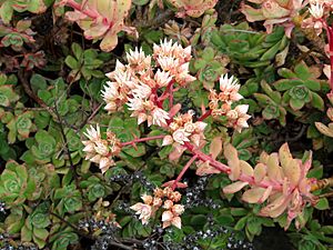Archivo:Aeonium castello-paivae - University of California Botanical Garden - DSC08925