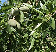 Archivo:Almendras en el arbol