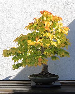 Archivo:American Beech bonsai 272, October 10, 2008