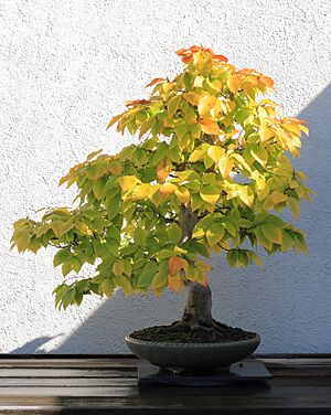 Archivo:American Beech bonsai 272, October 10, 2008