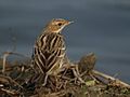 Anthus cervinus PC145885