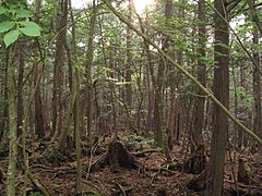 Aokigahara forest 04