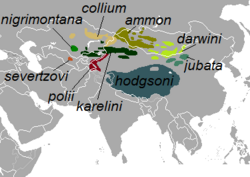 Rango de distribución de las subespecies del argali.