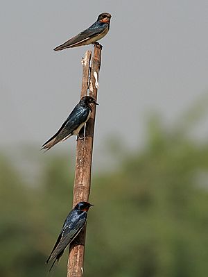 Archivo:Barn Swallow (Hirundo rustica) in AP W IMG 3861